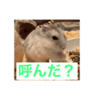 ハムスターの大吉くんスタンプ（個別スタンプ：4）