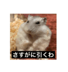 ハムスターの大吉くんスタンプ（個別スタンプ：6）