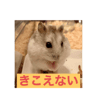 ハムスターの大吉くんスタンプ（個別スタンプ：7）