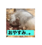 ハムスターの大吉くんスタンプ（個別スタンプ：8）