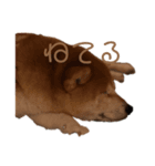 Chappy.U（個別スタンプ：2）