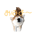 Chappy.U（個別スタンプ：5）