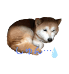 Chappy.U（個別スタンプ：6）