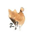 Chappy.U（個別スタンプ：7）