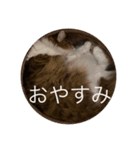 ノル男2 春（個別スタンプ：5）