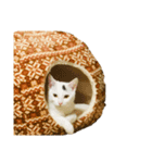 ぽてばに part1（個別スタンプ：6）