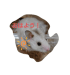 ゴマ団子の日常（個別スタンプ：4）