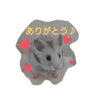 ゴマ団子の日常（個別スタンプ：5）
