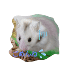 ゴマ団子の日常（個別スタンプ：6）
