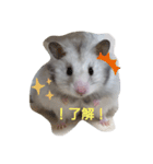 ゴマ団子の日常（個別スタンプ：7）