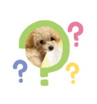 トイプーのもち（個別スタンプ：5）