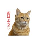 猫日和♡うにジルナツ（個別スタンプ：2）