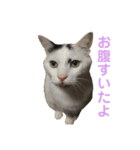 猫日和♡うにジルナツ（個別スタンプ：3）
