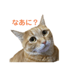 猫日和♡うにジルナツ（個別スタンプ：4）