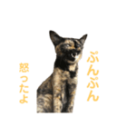 猫日和♡うにジルナツ（個別スタンプ：5）
