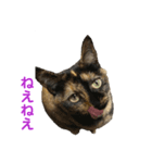 猫日和♡うにジルナツ（個別スタンプ：6）