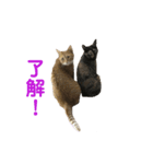 猫日和♡うにジルナツ（個別スタンプ：7）