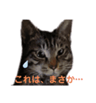 優雅なねこ活（個別スタンプ：4）