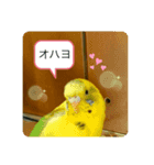 ピーちゃんの使えるスタンプ（個別スタンプ：1）