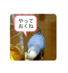 ピーちゃんの使えるスタンプ（個別スタンプ：3）