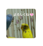 ピーちゃんの使えるスタンプ（個別スタンプ：5）