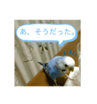 ピーちゃんの使えるスタンプ（個別スタンプ：6）