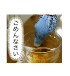 ピーちゃんの使えるスタンプ（個別スタンプ：7）