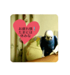 ピーちゃんの使えるスタンプ（個別スタンプ：8）