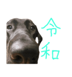 おしゃべりわんちゃん（個別スタンプ：3）