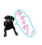 おしゃべりわんちゃん（個別スタンプ：5）