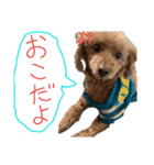 おしゃべりわんちゃん（個別スタンプ：6）