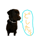 おしゃべりわんちゃん（個別スタンプ：7）