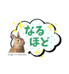 *うさぎのうさちゃん*文字はっきりSet♪（個別スタンプ：4）