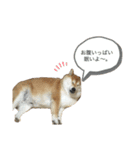 rinkenmtyn（個別スタンプ：6）
