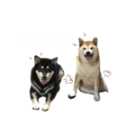 rinkenmtyn（個別スタンプ：7）