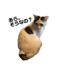 気まま猫、雪の気ままなスタンプ（個別スタンプ：2）