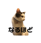 気まま猫、雪の気ままなスタンプ（個別スタンプ：4）