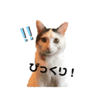 気まま猫、雪の気ままなスタンプ（個別スタンプ：8）