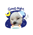 愛犬ルルちゃんスタンプ（個別スタンプ：1）