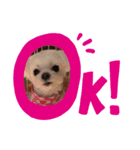 愛犬ルルちゃんスタンプ（個別スタンプ：2）