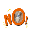 愛犬ルルちゃんスタンプ（個別スタンプ：4）