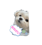 愛犬ルルちゃんスタンプ（個別スタンプ：7）