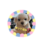 愛犬ルルちゃんスタンプ（個別スタンプ：8）