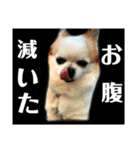 モカ達（個別スタンプ：5）