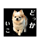 モカ達（個別スタンプ：8）