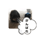 チョコミスタンプ（個別スタンプ：7）
