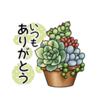 かわいい多肉植物2（個別スタンプ：3）