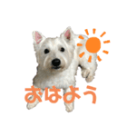 ホワイトテリアのマロン（個別スタンプ：6）