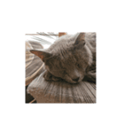 猫好きからのスタンプ（個別スタンプ：3）