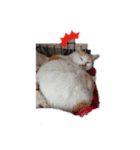 猫好きからのスタンプ（個別スタンプ：5）